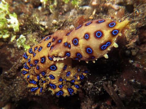 Hd Wallpaper Ocean Octopus Sea Sealife Underwater Animals In The