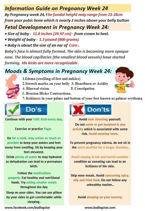 Pin On Pregnancy Week By Week