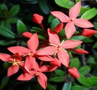 Cara merawat bunga pentas lanceolata. Ciri Tanaman Anggrek Dendrobium - Anggrek | Orchids