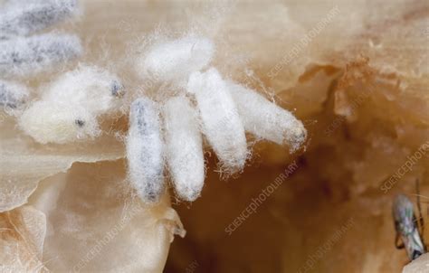 Parasitic Wasp Cocoons And Stem Borers Stock Image C0296929