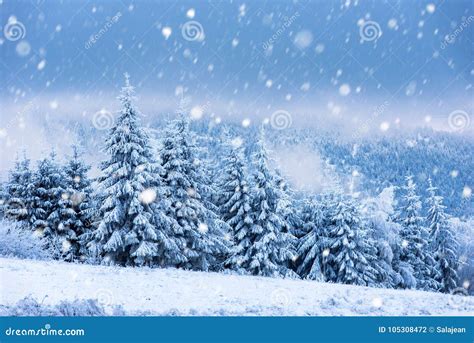 Christmas Background With Snowy Fir Trees Stock Photo Image Of Cold