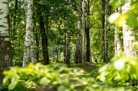 Russian Nature Path In The Woods Russian Forest Stock Image Image