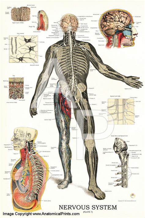 Nervous System Anatomy Chart 24 X 36