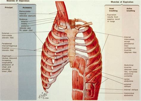 Muscles Of Inspiration And Expiration Netter Anatomy Respiratory