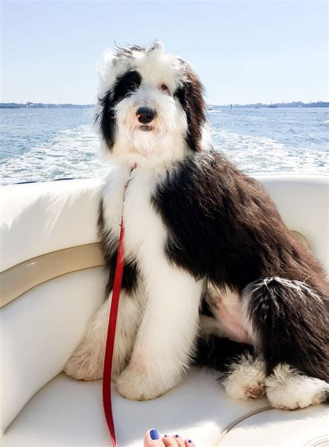 seminole sheepadoodle living   home  florida baby animals pictures  english