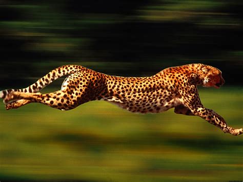 Running Cheetah Wallpaper Top Quality Wallpapers