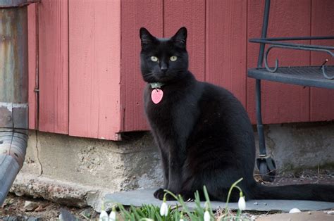 Ebony The Black Cat Flickr