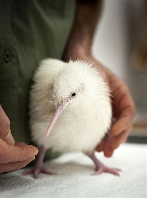 ≫ Los 20 Asombrosos Animales Albinos ¡hermosas Creaciones
