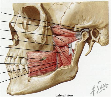 Diagram Muscles Of Mastication Diagram Mydiagram Onli Vrogue Co