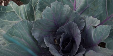 Purple Cabbage Information Learn