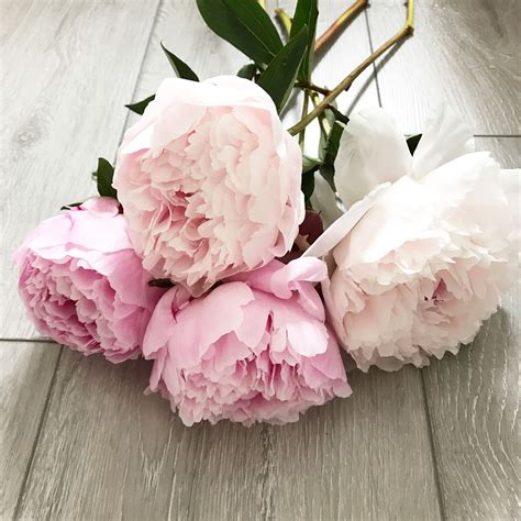 Pretty Pink Peonies Pink Peonies Peonies Pretty In Pink