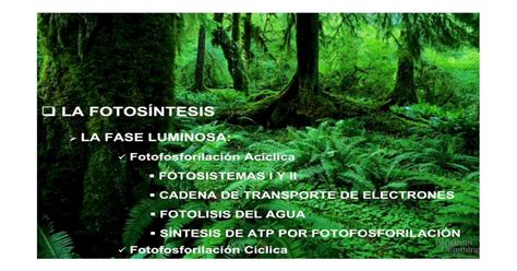 Tema 9 Fotos Ntesis Fase Luminosa · Fases De La FotosÍntesis La