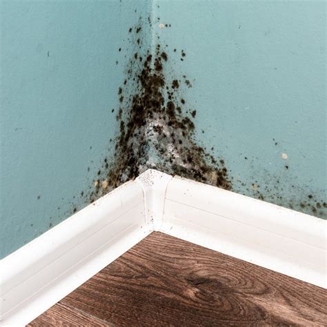 Identifying Mold Growth In Your Home
