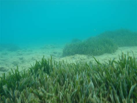 Nasa Discovers Unprecedented Blooms Of Ocean Plant Nasa