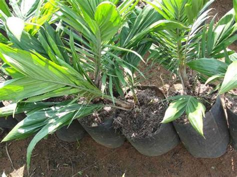 Oil palm, elaeis guineensis jacq. PestNet > Summaries of Messages > Crops > Plantation crops ...