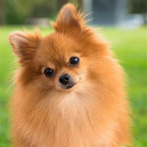⊛ Perro Pomerania 【 Cuidados Caracter Y Salud