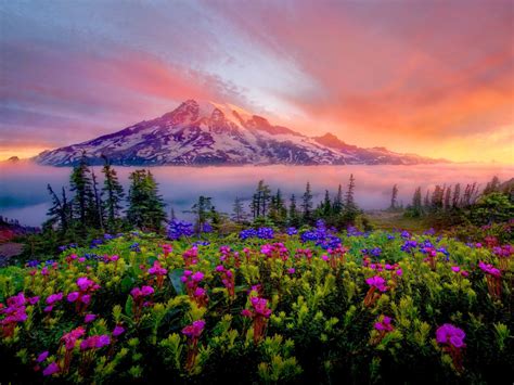 Sunrise Spring Landscape Of Snow Mountain Meadow Flowers Mount Rainier