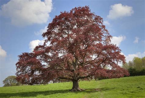 9 Great Trees And Shrubs With Purple Leaves Ornamental Trees Trees