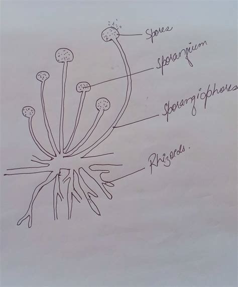 Rhizopus Diagram