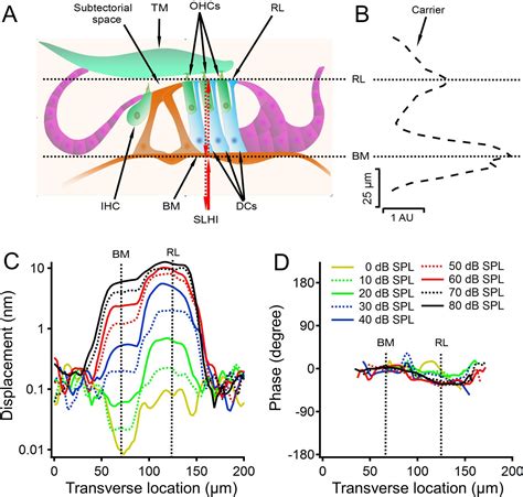 Timing Of The Reticular Lamina And Basilar Membrane Vibration In Living