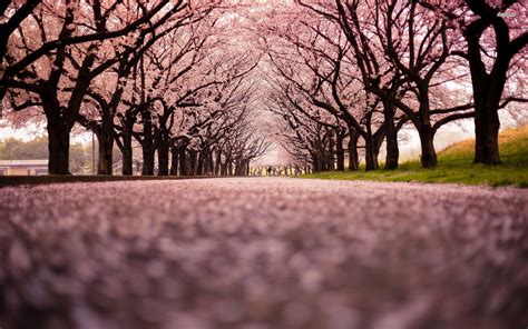 With tenor, maker of gif keyboard, add popular anime sakura tree animated gifs to your conversations. Cherry Blossom Tree Wallpaper (60+ images)
