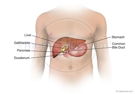 Liver Gallbladder And Bile Duct Anatomy Medmovie Com