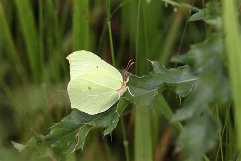 Brimstone Butterfly Gonepteryx Rhamni Identification And Other Facts