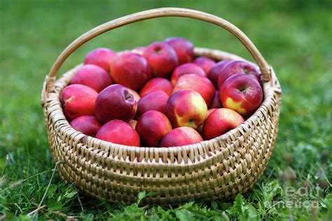 Basket With Apples In The Grass Photograph By Ragnar Lothbrok Fine