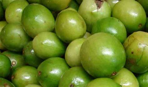 Indigenous Crop Umbu Tree Provides Brazilians Citrus In The Desert