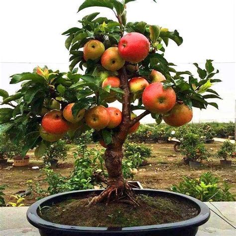 盆栽蘋果樹種植技術 每日頭條