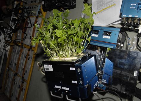 Plants Use Sixth Sense For Growth Aboard The Space Station Spaceref