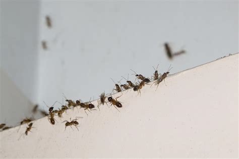 Nuestra vivienda es un lugar ideal para mantener la supervivencia de las hormigas, es por este motivo que suelen anidar en nuestra casa con intención. Cómo eliminar las hormigas de mi cocina - 8 pasos