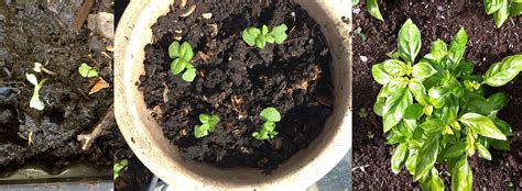 Destroy them and remove them from your property, and be sure to wash your hands after touching any plant you suspect could be infected with this virus. Look closely or How to Grow Strong Basil Plants | Say Tomato!