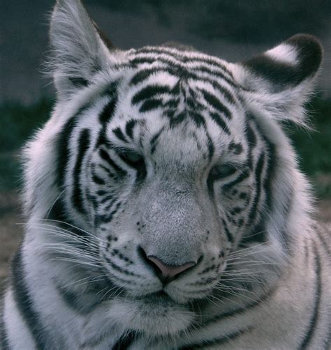 White Siberian Tiger Wallpaper Wallpapersafari