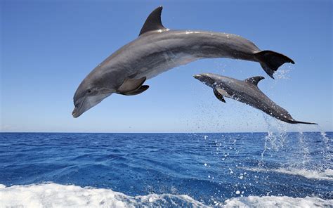 Jumping Dolphins Wallpaper 1920x1200 13502