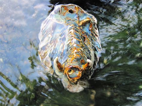 Matt Duckworth Underwater The Water Boar