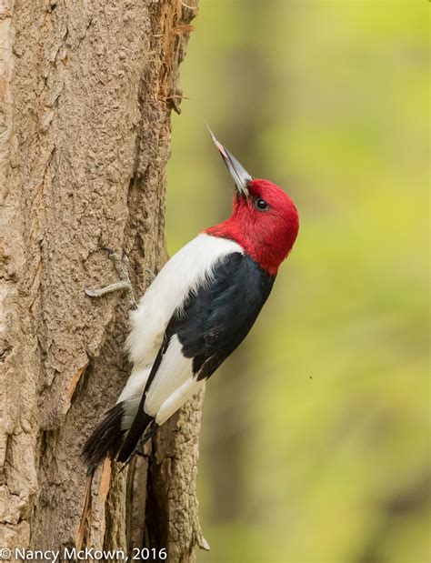 Photographing Red Headed Woodpeckers And Controlling The Vivid Colors