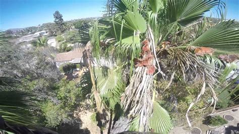 Trimming 3 Mexican Fan Palm Youtube