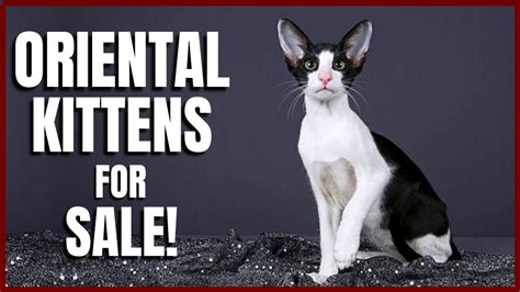 Oriental Kittens For Sale Youtube