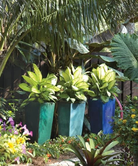 Tropical Container Garden Accents A Jupiter Fl Landscape Renovation
