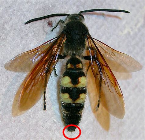 Fun Animal In Do Male Bees Have Stingers