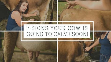 7 Signs Your Cow Is Going To Calve Soon Youtube