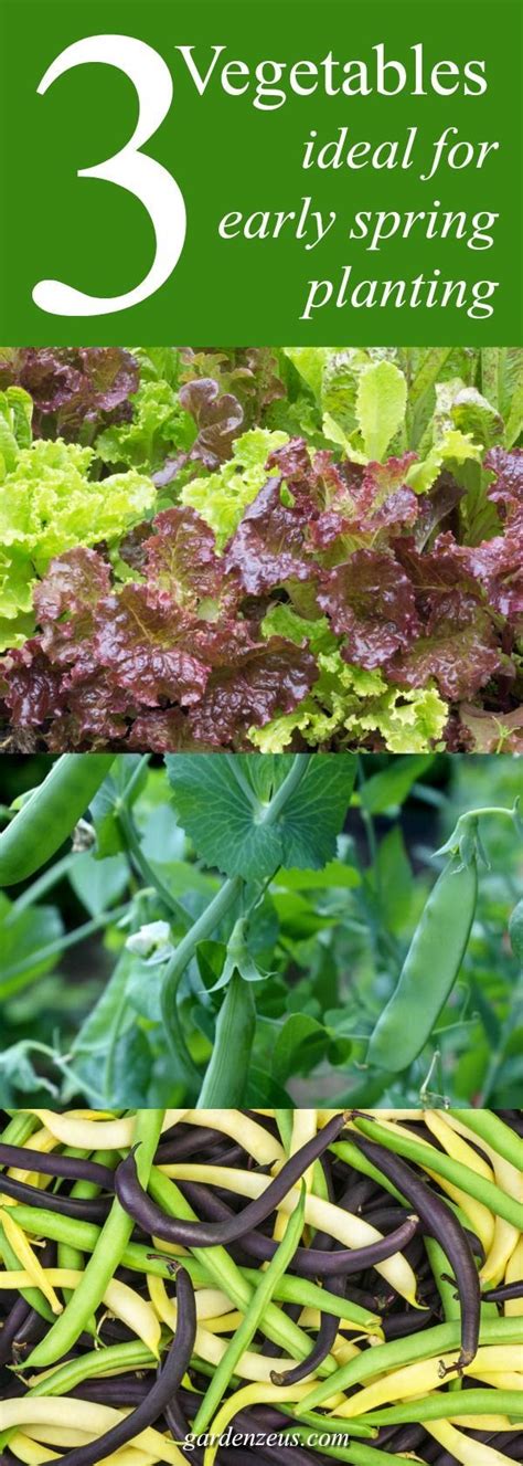 Some crops can be planted as early as 4 to 5 weeks before the last spring frost. Early Spring Planting: 3 Ideal Vegetables | Vegetables ...