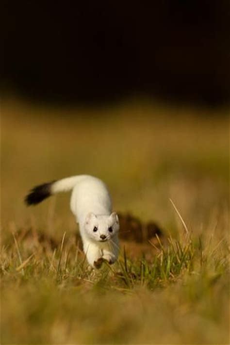 1000 Images About Ermine In Winter An Animal With 2 Coats On