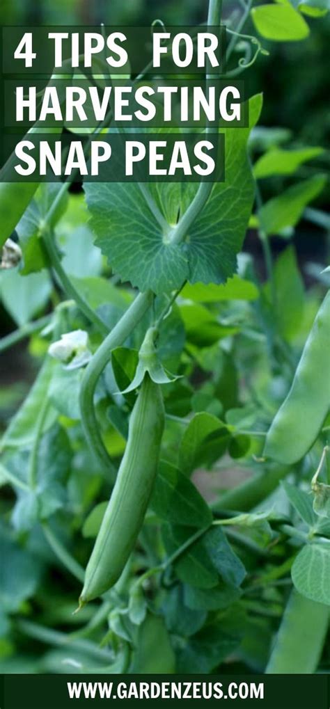 4 Tips For Harvesting Snap Peas Gardenzeus Snap Peas Garden Snap