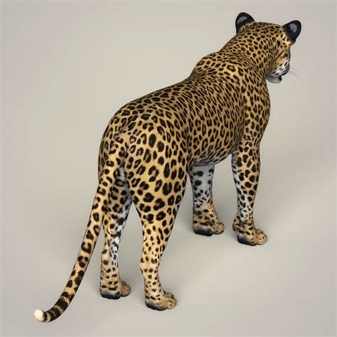 Artstation Photorealistic Wild Leopard 3d Model Resources
