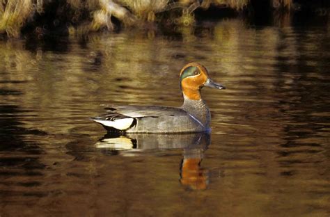 Free Picture Green Winged Teal Waterfowl Bird Anas Crecca