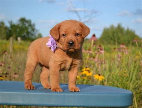 Labs originated on the island… AKC ENGLISH FOX RED LABRADOR ( LAB ) Puppies for sale for ...