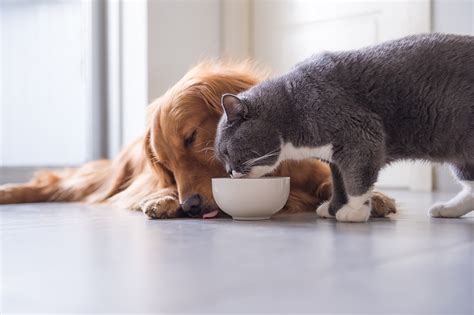 Food puzzles are worth the effort. Pet Food Trends | Figo Pet Insurance