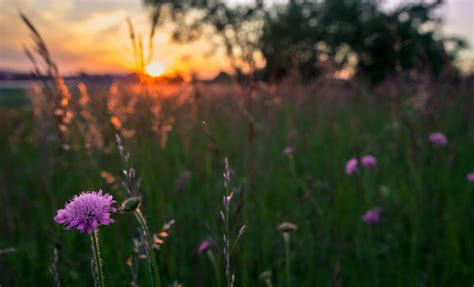 Flowers Purple Field Grass Evening Sun Sunset Macro Motion